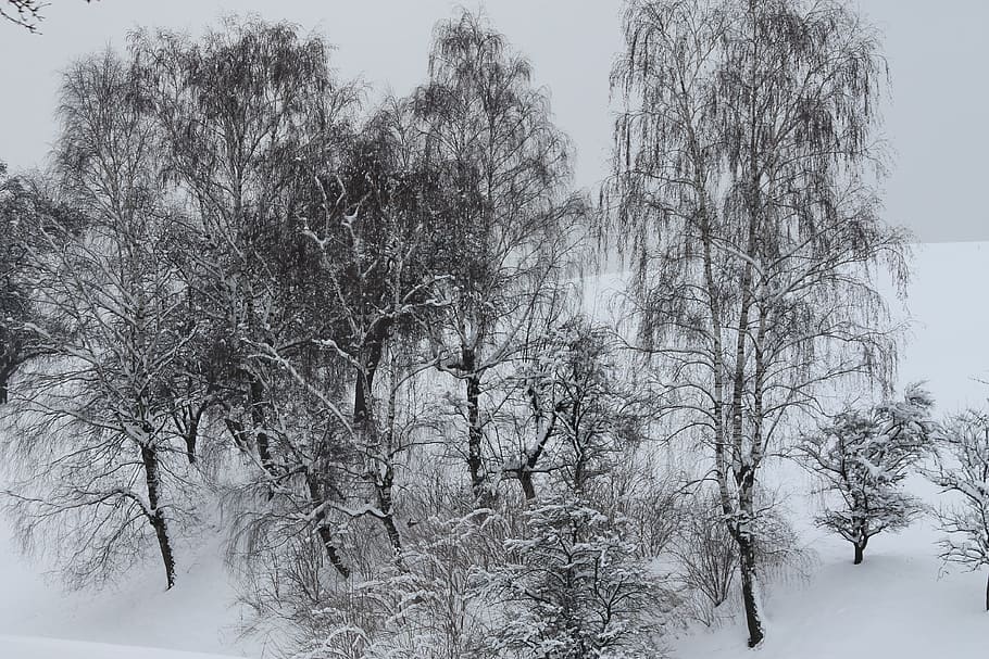 Winter, Trees, Snow, cold temperature, nature, day, plant, beauty in nature HD wallpaper