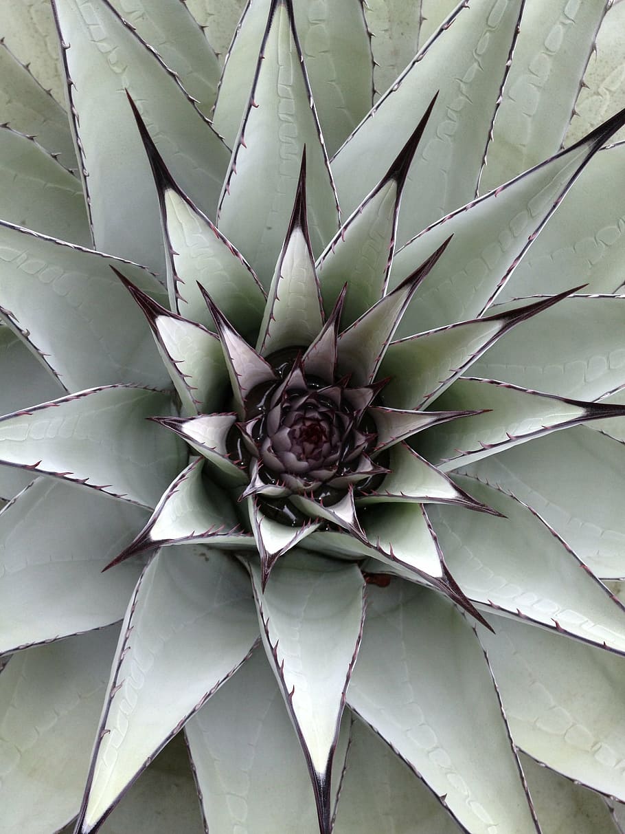 close up photo green and black agave plant, cactus, succulent, HD wallpaper