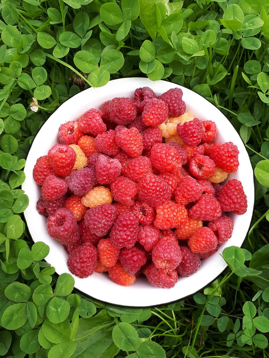 raspberry, red, grass, food and drink, healthy eating, berry fruit HD wallpaper
