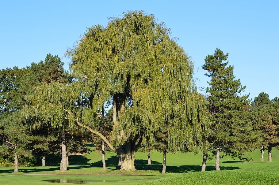 Willow, Tree, Nature, Park, Branch, branches, leaf, leaves HD wallpaper