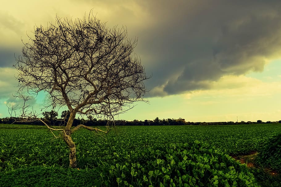 tree, meadow, landscape, nature, sky, clouds, field, rural HD wallpaper