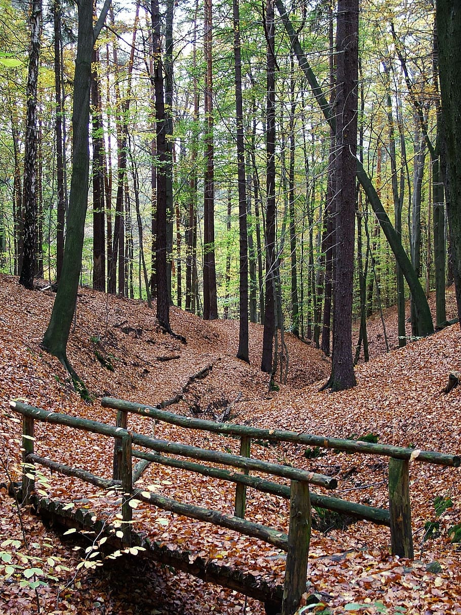 Autumn, Forest, Bridge, tree, woodland, nature, no people, outdoors HD wallpaper