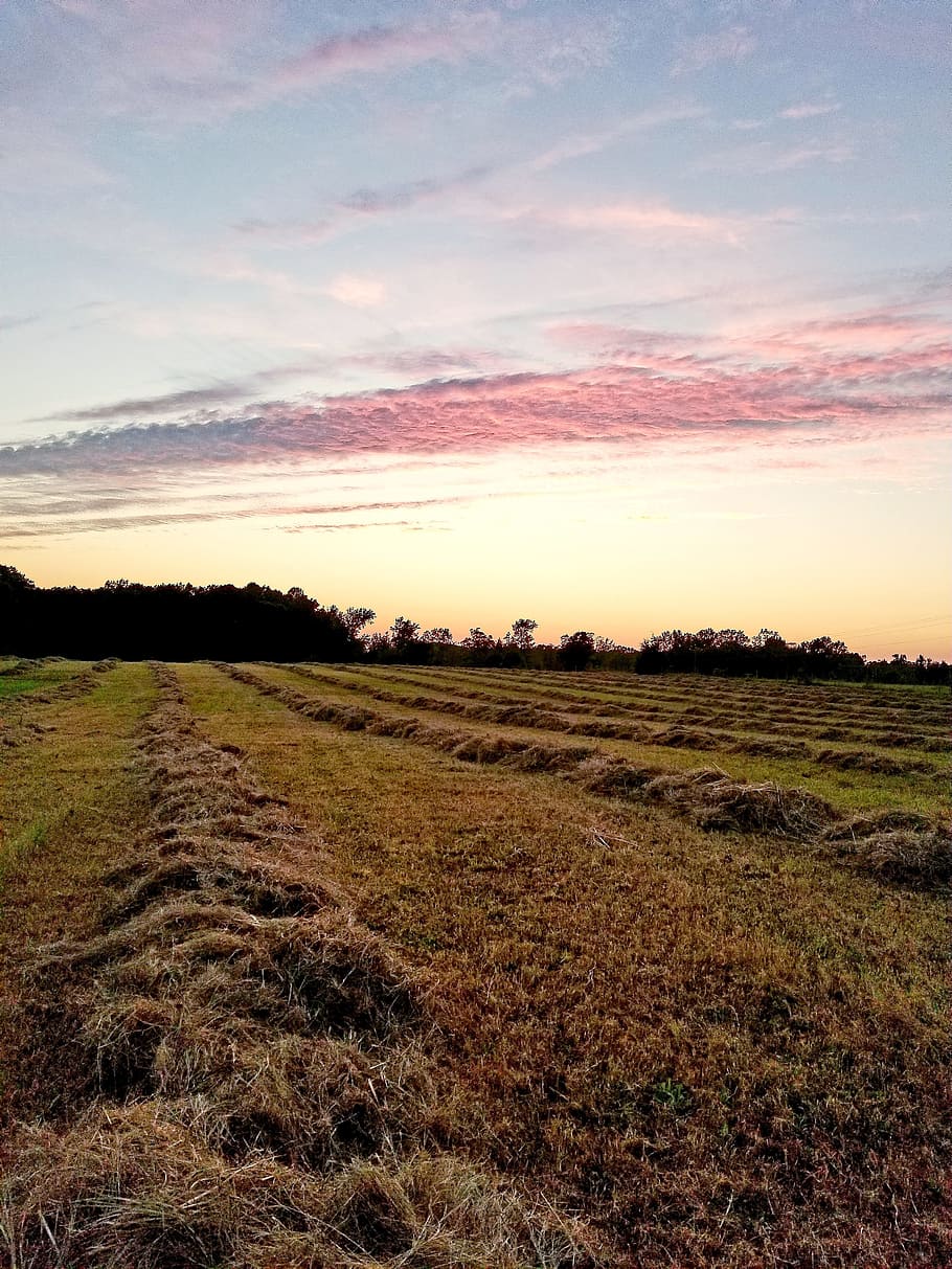 landscape, nature, sky, field, outdoors, agriculture, tranquil scene HD wallpaper