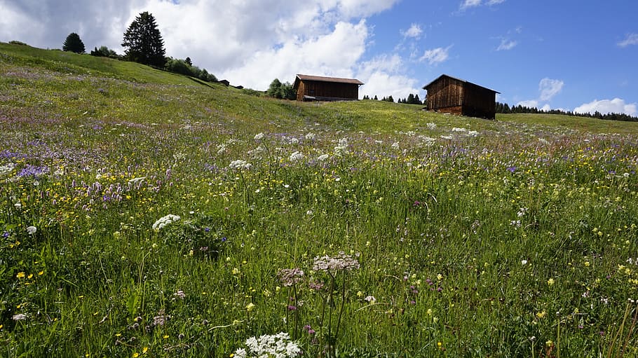 switzerland, meadow, alpine, hut, graubünden, farm, village