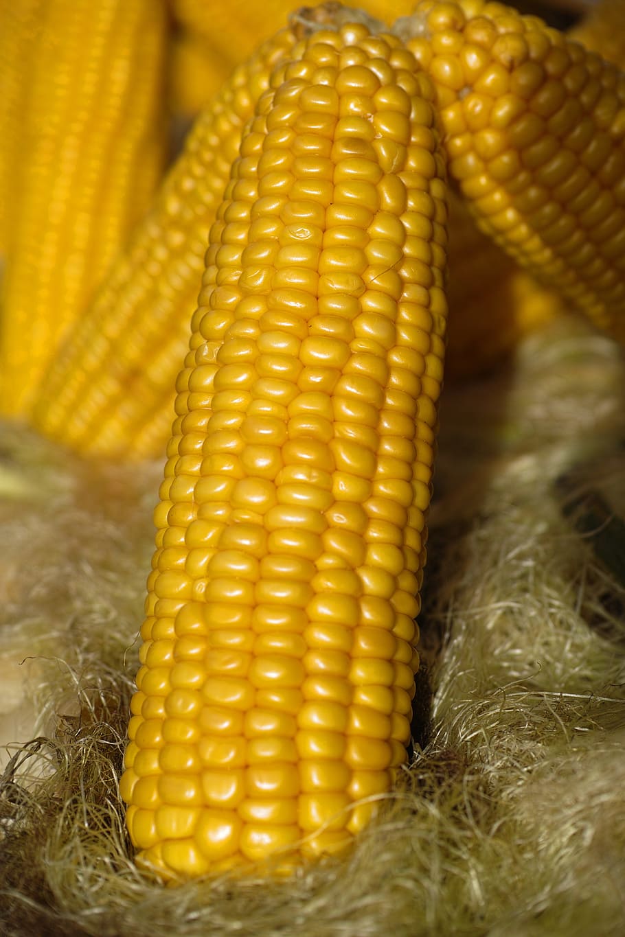 corn cobs, egypt, baked, grill, roasted, yellow, one, detail