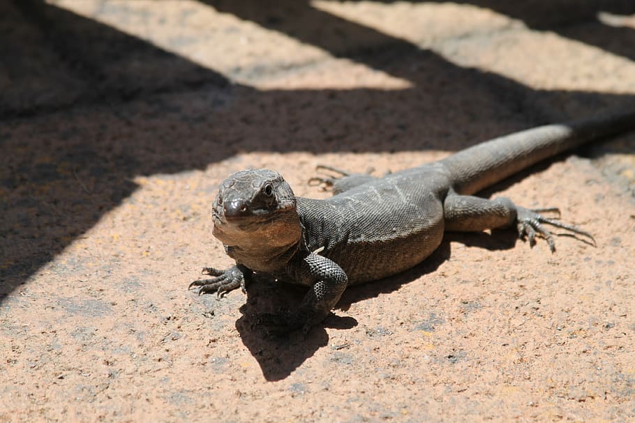 the lizard, rock, stone, animal themes, sunlight, animal wildlife HD wallpaper