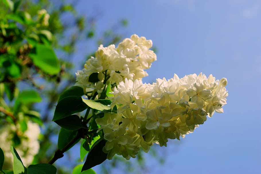 white petaled flowers in selective focus photography, lilac HD wallpaper