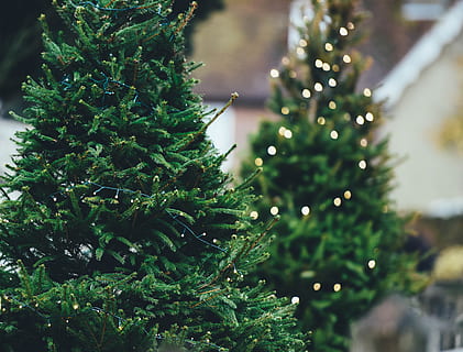 green Christmass tree close-up photography, green Christmas trees HD wallpaper