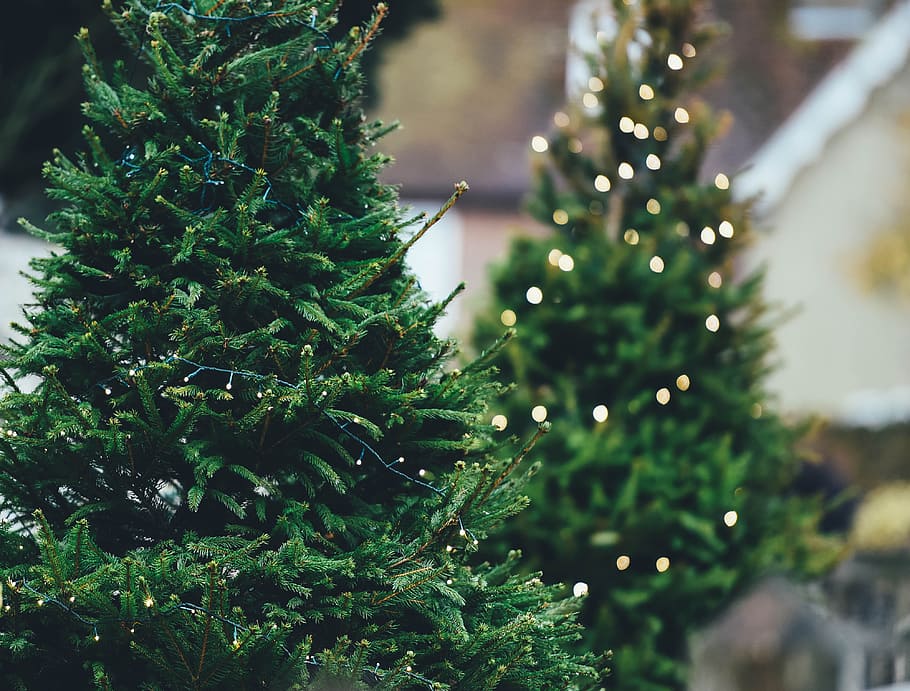 green Christmass tree close-up photography, green Christmas trees HD wallpaper