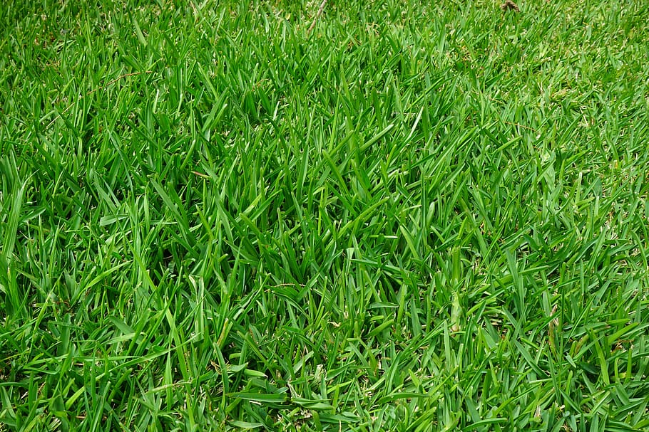 green grasses, rush, juicy, blades of grass, halme, meadow HD wallpaper