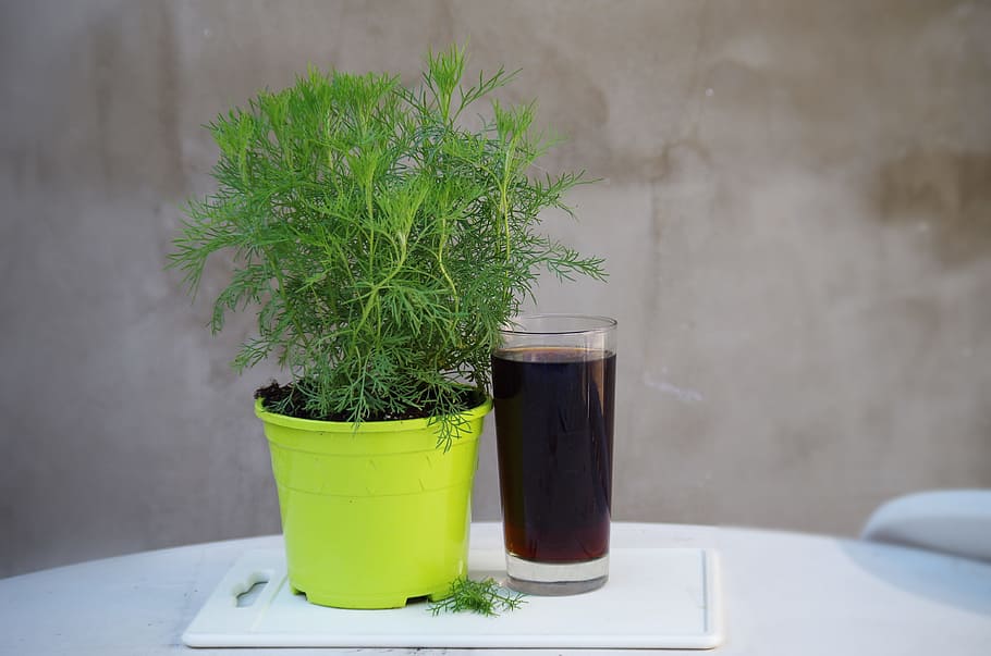 coca-cola, cola bylinka, plant, beverage, growth, green color, HD wallpaper