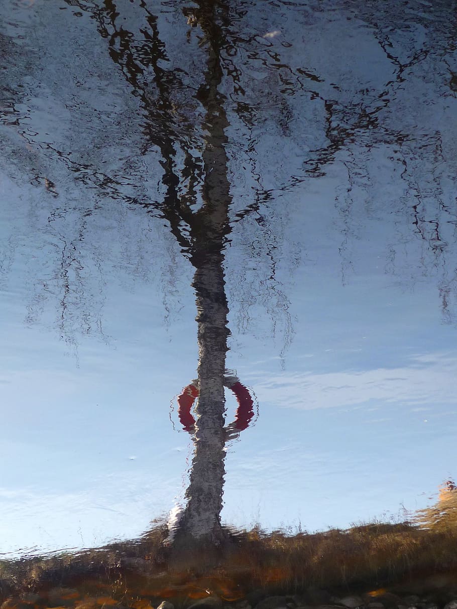 mirror image, water, birch, tree, buoy, reflection, spegelsjö HD wallpaper