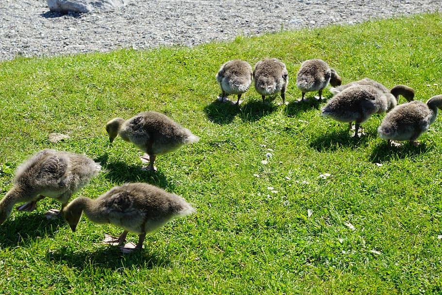 ducks, bird, meadow, young, animal, field, nature, hof, farm by HD wallpaper