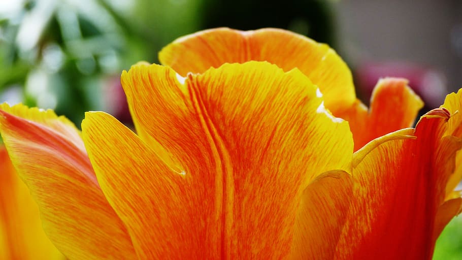 flower, garden, summer, spring, romantic garden, nature, orange HD wallpaper
