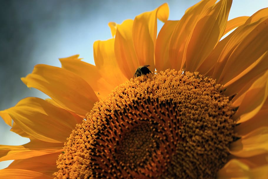 sunflower, bee, summer, sunshine, colorful, petals, profile HD wallpaper
