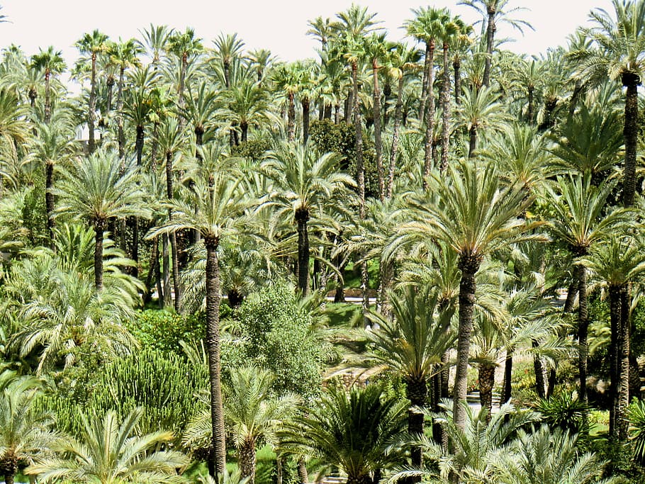 palm, trees, park, green, season, nature, forest, palmtree HD wallpaper