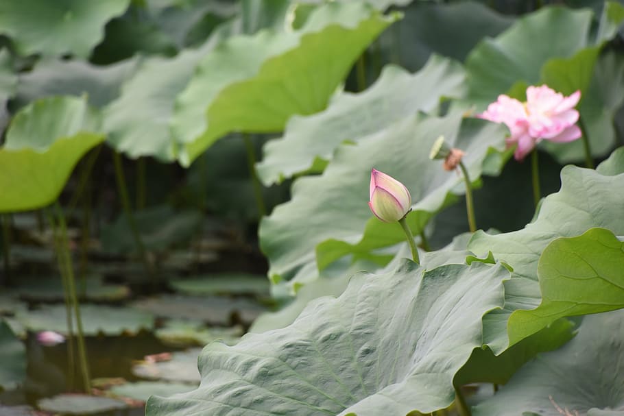 a small charge, before exposed, sharp angle, summer, lotus HD wallpaper