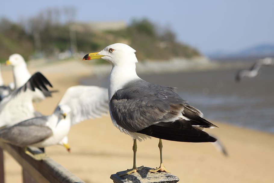 seagull, tidal, ganghwado, dongmak, incheon beach, west coast, HD wallpaper
