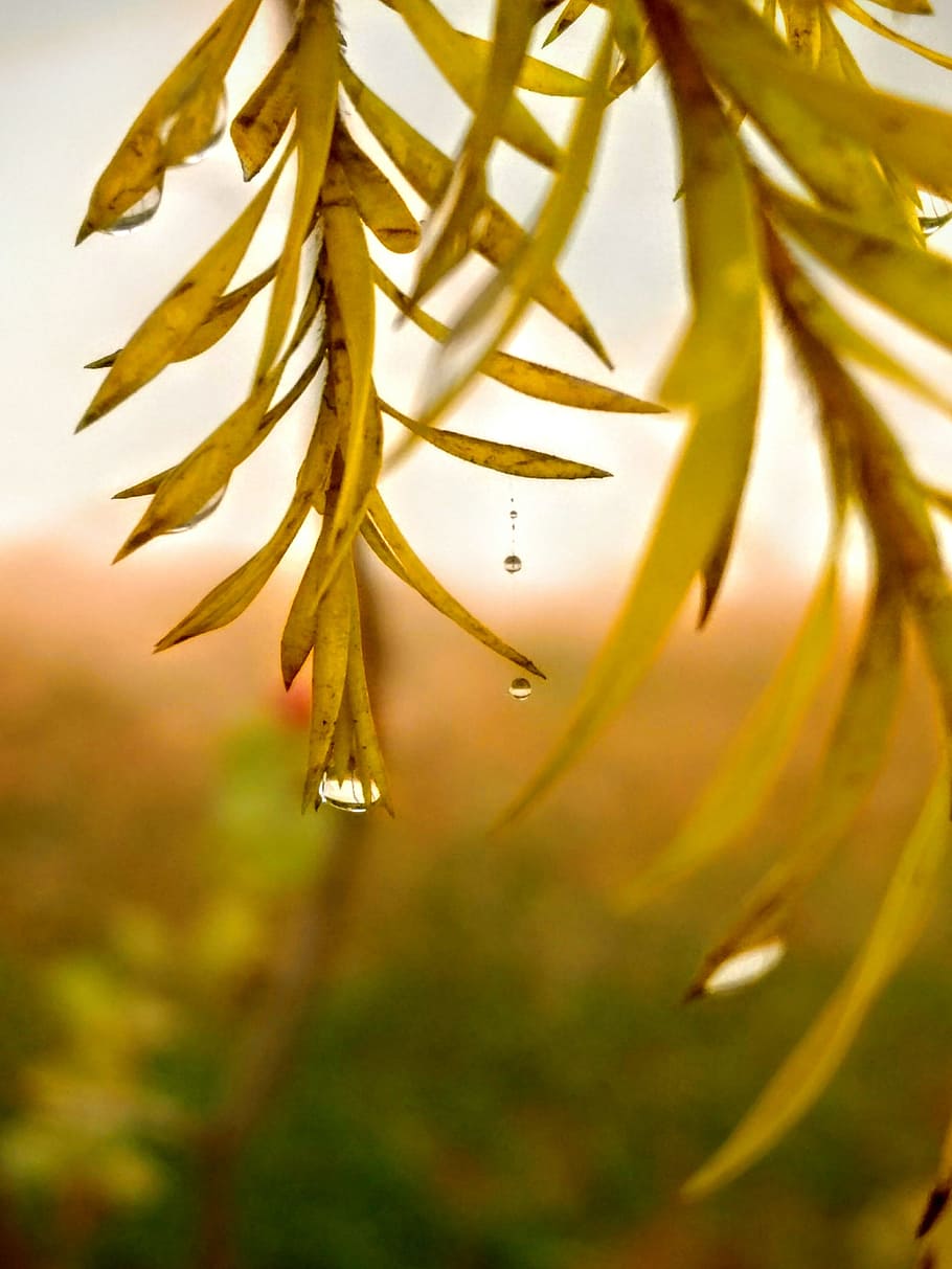 leaf, leaves, dew, dew drops, focus, nature, real, photos, best HD wallpaper