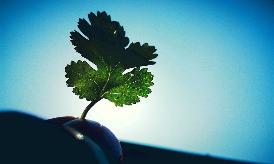 coriander, leaf, green, one person, plant, human body part HD wallpaper