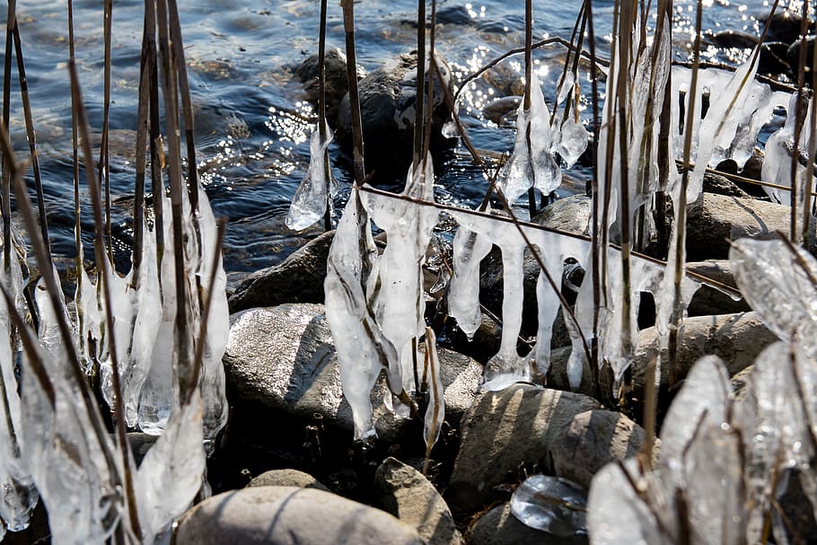ice, winter, shrubs, iced, frost, day, no people, cold temperature HD wallpaper
