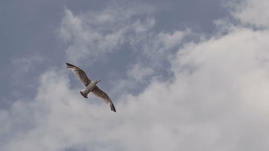 animal, bird, flight, flying, gull, seagull, sky, wings, nature, HD wallpaper
