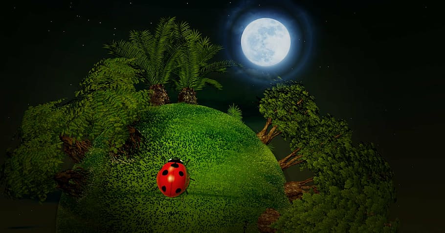 red and black ladybug on green grass photograph, smallworld, small planet, HD wallpaper