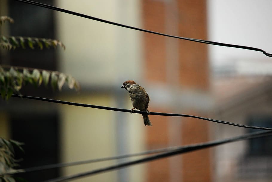selective focus photography of brown bird, gray bird on black wire near building HD wallpaper