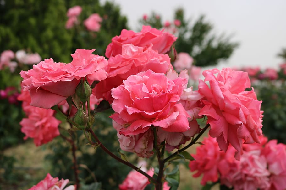 rose, garden, flower, flowering plant, beauty in nature, pink color HD wallpaper