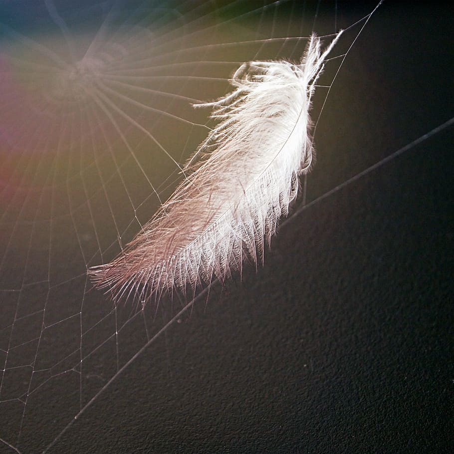 white feather on a spider wb, cobweb, spder web, spiderweb HD wallpaper