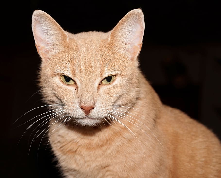 orange cat with black background, Portrait, Head, Animal, Graceful, HD wallpaper