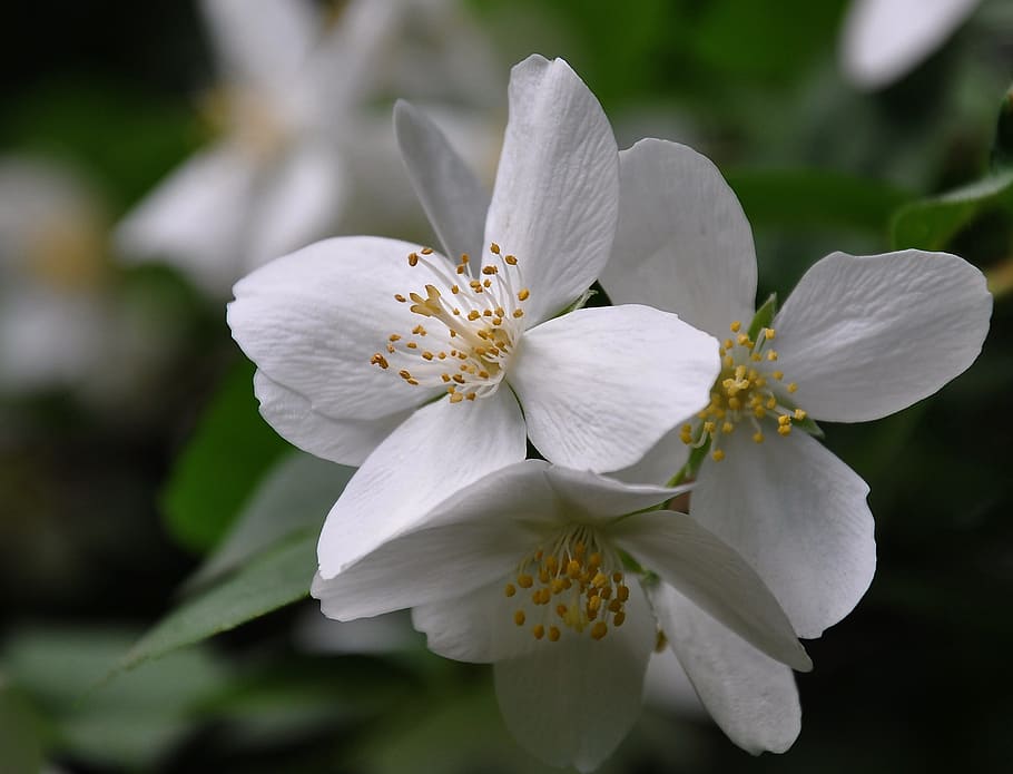 philadelphus bush, white, spring, flower, flowering plant, beauty in nature HD wallpaper