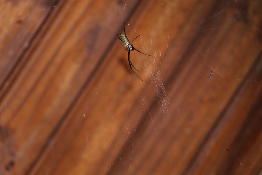 spider, web, arachnid, invertebrate, animal wildlife, insect HD wallpaper
