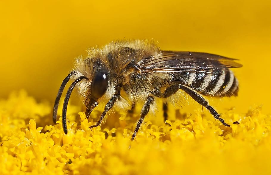 selective focus photography of carpenter bee, insect, plant HD wallpaper