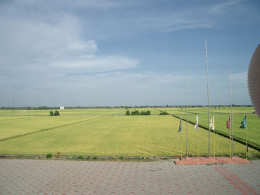 padi field, fields, greenery, countryside, landscape, harvest, HD wallpaper