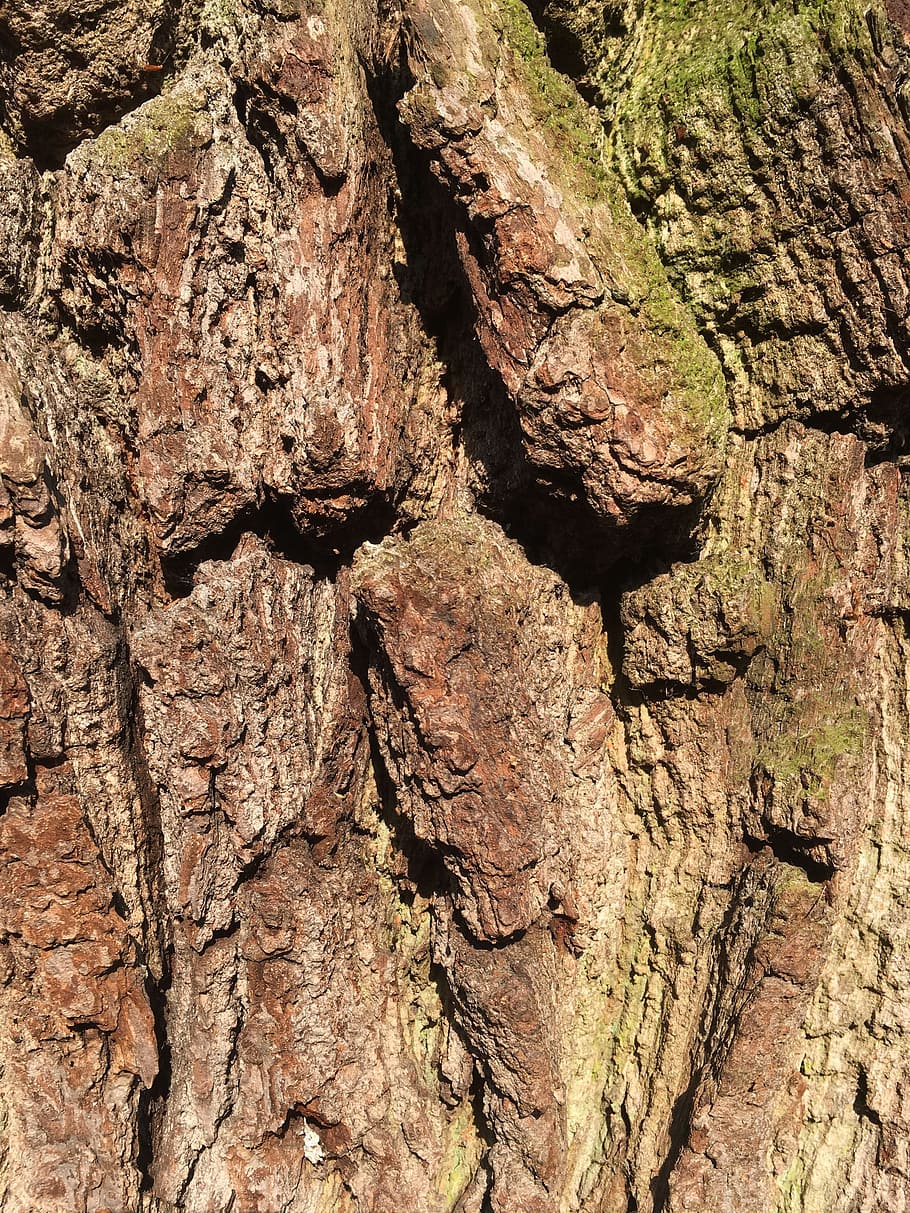 Log, Old, Tree, Moss, Bark, old tree, gnarled, textured, wood - material HD wallpaper