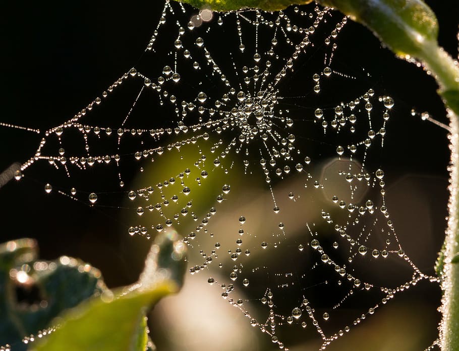 cobweb, dew, drip, morgentau, network, close, macro, beaded HD wallpaper