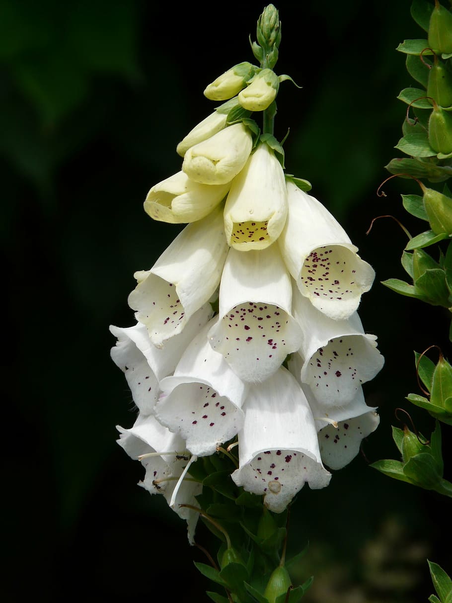 white foxglove, thimble, medicinal plant, poisonous plant, flowers, HD wallpaper