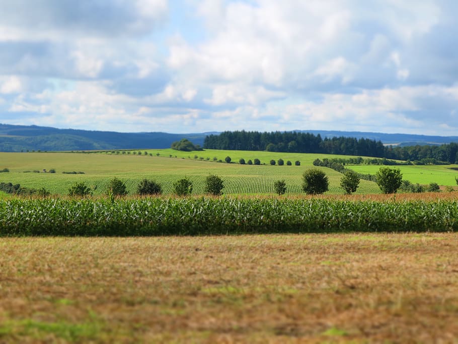 landscape, fields, nature, cereals, summer, environment, sky HD wallpaper