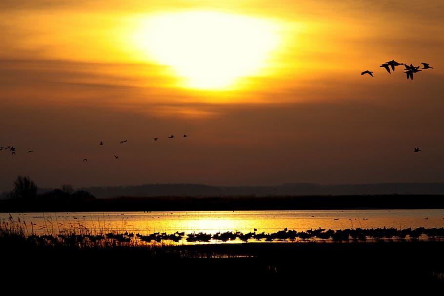 flock of birds silhouette photography, sun, sunset, landscape HD wallpaper