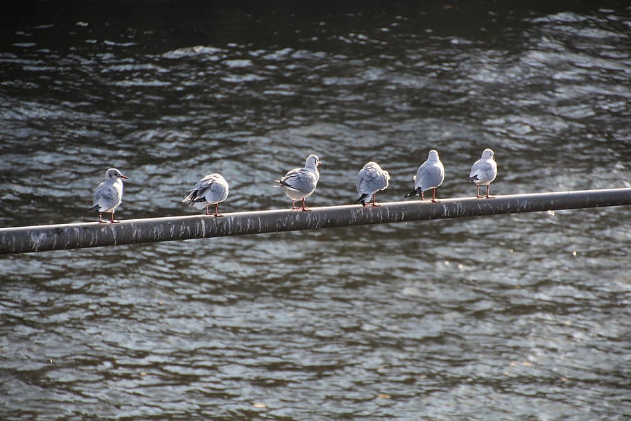 River, Bird, Seagull, Water, seagulls, wild bird, main, animals in the wild HD wallpaper