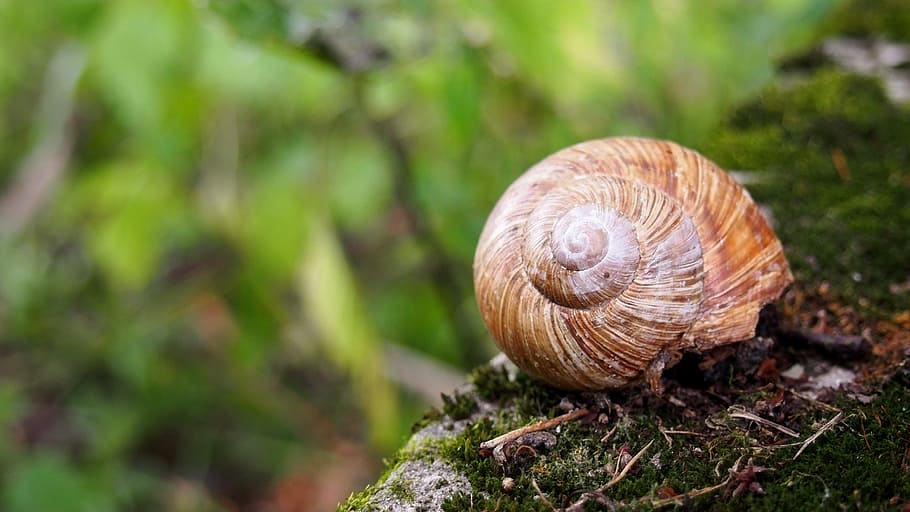 animals, snail, nature, crawl, seashell, winniczek, tree, scallop HD wallpaper