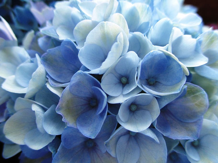 white flower, hydrangea, plant, flowers, light blue, no people HD wallpaper