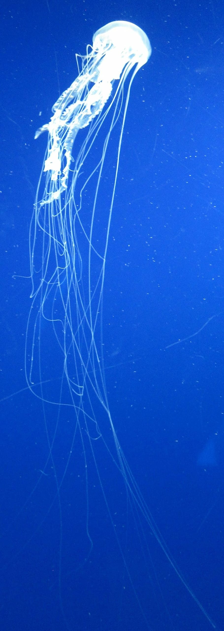 atlantic, sea, nettle, chrysaora, quinquecirrha, waikiki, aquarium HD wallpaper