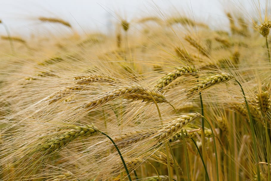 Wheat, Ripens, Field, Summer, wheat ripens, cereal plant, growth HD wallpaper