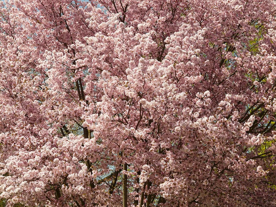 cherry blossom, bloom, tree, japanese cherry, japanese flowering cherry, HD wallpaper