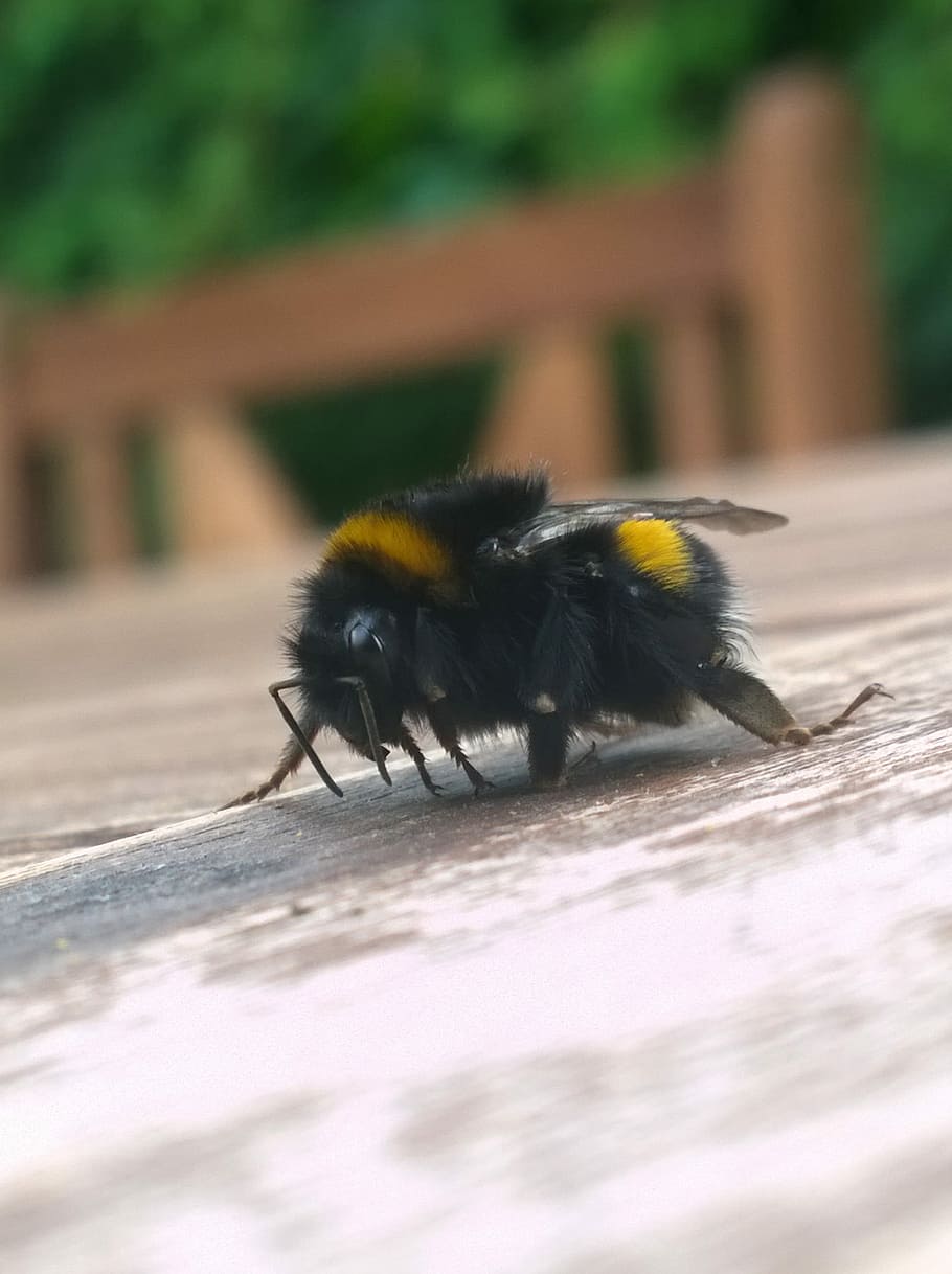Bumble Bee, Insect, Honey, Bumblebee, yellow, macro, animal themes HD wallpaper