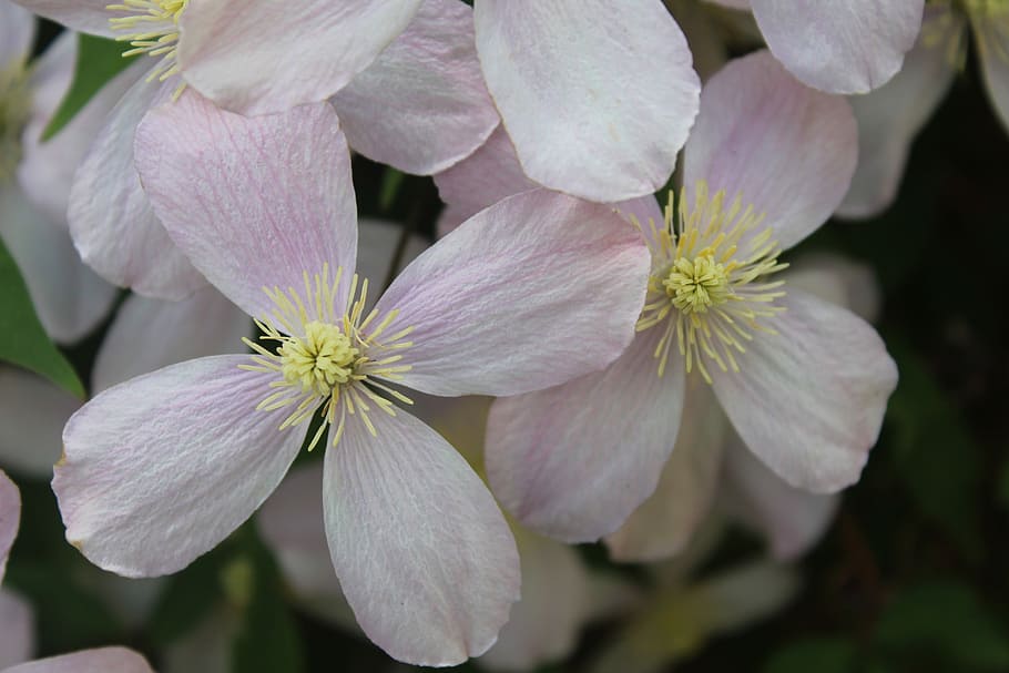 flower, clematis, beautiful, climber, plant, blossom, bloom HD wallpaper