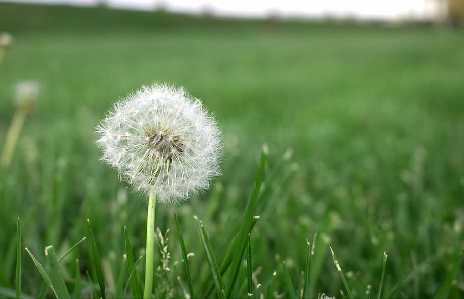 grass, spring, green, lawn, park, plant, dandelion, flower HD wallpaper