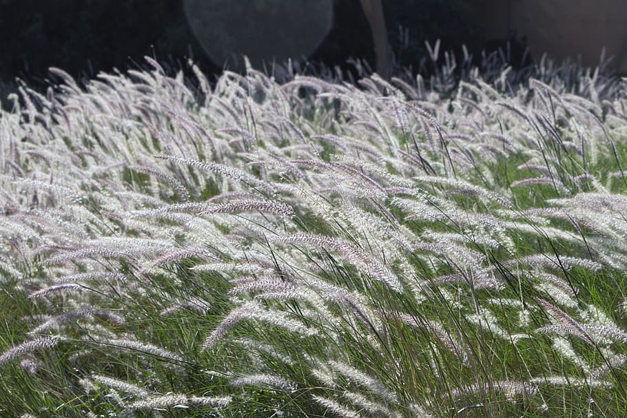 haze, fields, grass, nature, breeze, growth, plant, land, no people HD wallpaper